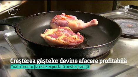 O afacere mai neobişnuită prinde aripi &icirc;ntr-o comună din Bihor. Un fermier creşte peste trei mii de g&acirc;şte acolo şi spune că profitul nu e rău deloc