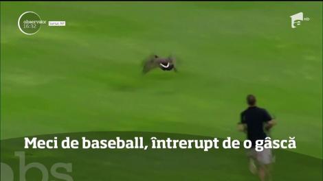 O g&acirc;scă a instaurat haosul la un meci de baseball! &Icirc;naripata a intrat pe teren &icirc;n pauza dintre reprize şi nu a mai vrut să plece