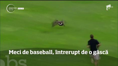 O gâscă a instaurat haosul la un meci de baseball! Înaripata a intrat pe teren în pauza dintre reprize şi nu a mai vrut să plece