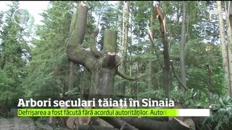 Mai mulţi arbori seculari, din preajma Mănăstirii Sinaia, au fost tăiaţi de către persoane care până acum nu au fost identificate