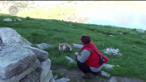 Vulpea Bella, atracție pentru turiști. Felina este foarte prietenoasă cu turiștii, pentră că știe că primește mâncare. VIRAL!