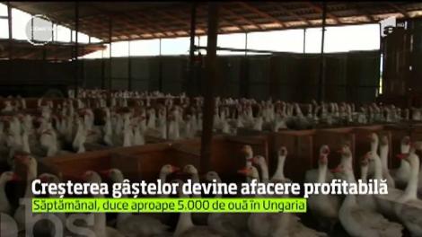 Ei au reușit, iar banii nu au întârziat să apară: sunt pe profit din prima zi! Creșterea gâștelor devine afacere profitabilă. Ferma exportă ouă, pene și boboci