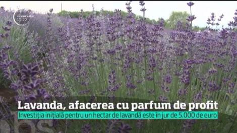 Lavanda, afacerea cu parfum de profit. Investiția inițială pentru un hectar de lavandă este în jur de 5.000 de euro