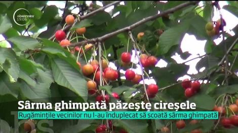 Mătușa Măriucă a lui NiIcă din „Amintiri din copilărie”, mic copil pe lângă ardeleanul ăsta! Un bistrițean a a pus sârmă pe cireș, înainte să se coacă fructele!