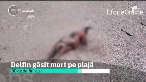 Delfin găsit mort pe plajă. Anult trecut o sută de delfini au fost găsiți morți