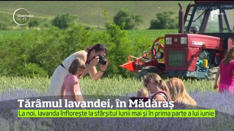 Tărâmul lavandei, în Mădăraș. Festivalul Lavandei a fost organizat la 20 de kilometri de Târgu Mureș