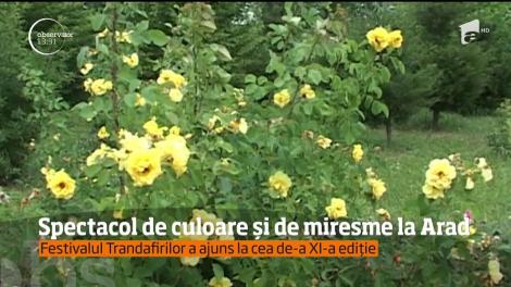 Spectacol de culoare și de miresme la Arad