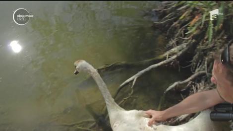 Lebedele salvate din petrol, furate şi recuperate au fost eliberate în natură