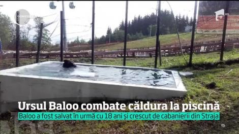 Ursul Baloo din staţiunea Starja combate căldura la piscină!