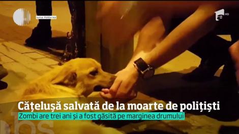 Cățelușă salvată de la moarte de polițiști