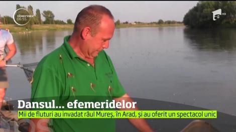 Spectacol al naturii suprins pe râul Mureş, în Arad!