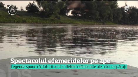 Spectacolul efemeridelelor de pe râul Mureş, în Arad! Mii de fluturi au împânzit oglinda apelor