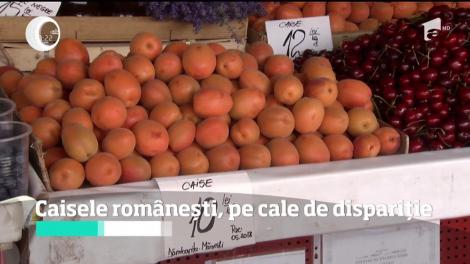 Caisele româneşti, pe cale de dispariție