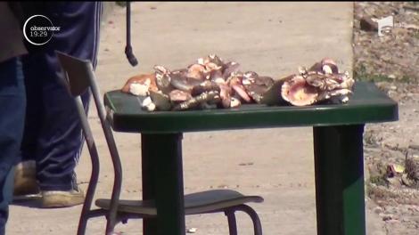 Mulţi români cumpără ciuperci de marginea drumului. O greşeală fatală, în multe cazuri