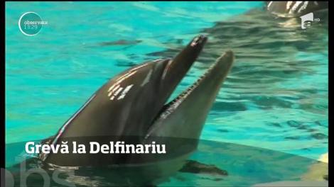 Angajaţii de la Delfinariul din Constanţa au făcut grevă japoneză