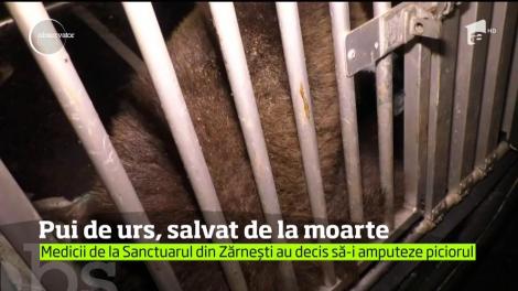 Mobilizare în două judeţe pentru salvarea unui pui de urs!