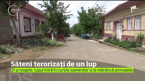 Un lup a băgat spaima în localnicii mai multor sate din Clisura Dunării