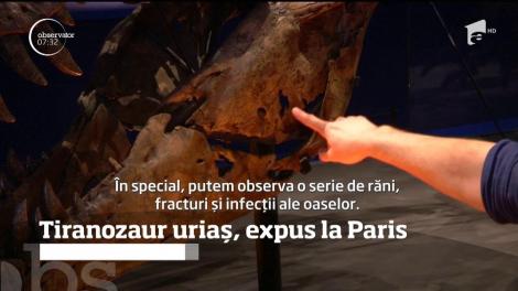 Scheletul unui tiranozaur vechi de 67 de milioane de ani este expus la Muzeul de Istorie Naturală din Paris