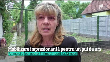 Un pui de urs, găsit rănit într-un tunel de cale ferată din Gorj, a fost salvat după o mobilizare impresionantă. Oamenii l-au dus la Rezervaţia de la Zărneşti, unde a fost operat