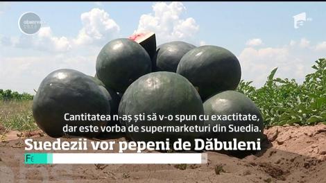 Pepenii dulci de Dăbuleni ar putea ajunge la suedezi