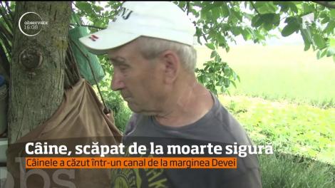 Pompierii din Deva au scăpat de la moarte sigură un căţel