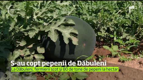 Primii pepeni româneştii s-au copt deja. Unde altundeva decât la Dăbuleni, în judeţul Dolj
