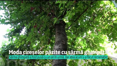 Cireşul înfăşurat în sârmă ghimpată de la Bistriţa nu e un caz izolat. În Alba Iulia, un alt bărbat a ales să-şi protejeze în acelaşi fel pomii plantaţi în urmă cu 45 de ani