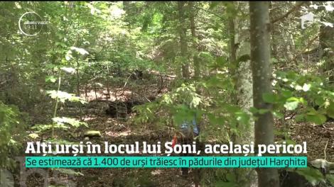 Locul ursuleţului mutat de lângă Lacul Sfânta Ana, luat de alţi cinci urşi!