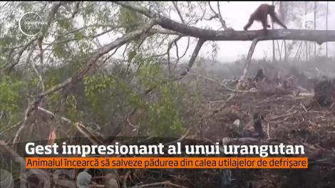 Imagini dramatice filmate într-o pădure din Indonezia