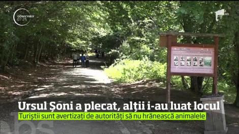Ursul Soni a plecat, altii i-au luat locul