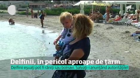 Încă un delfin s-a apropiat prea mult de ţărm, la Mamaia