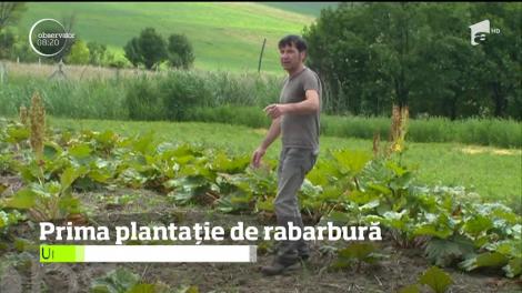 Un mureşean a reuşit să devină primul producător de rabarbură din Rom&acirc;nia