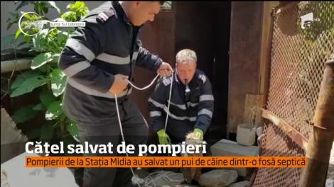 Pompierii din Constanţa au reuşit să salveze un căţeluş neastâmpărat care, din neatenţie, a căzut într-o fosă septică