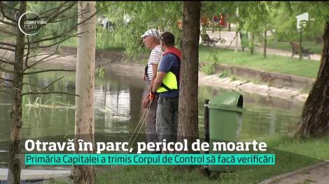 Dezastru în Parcul Bordei, zonă frecventată de copii! Zeci de raţe au murit după ce au mâncat otravă pentru şoareci