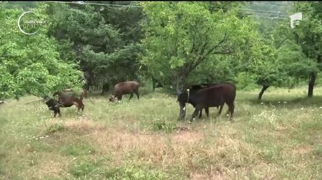 Clemenţă pentru o văcuță din Bulgaria, care a ajuns pe primele pagini ale presei internaționale.  Sir Paul McCartney s-a alăturat cauzei emoționante