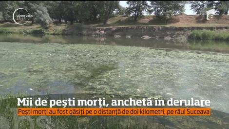 Descoperire terifiantă în apropierea râului Suceava! Mii de pești, găsiți morți: ”Sunt peste 800 de kilograme. O anchetă e în derulare!”