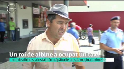 Un taxi a fost luat cu asalt de un roi de albine! Care a fost cauza