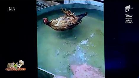 Așa ceva nu ai mai văzut! Găina arogantă, care face pluta pe spate: "Eu am crezut că e oală de ciorbă, trecută la cele veșnice! Era la SPA"