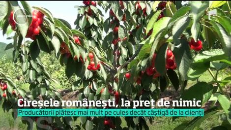 Cireșele românești, la preț de nimic