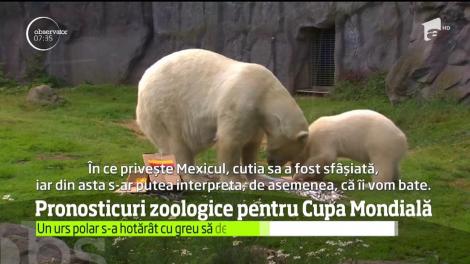 Pronosticuri zoologice pentru Cupa Mondială