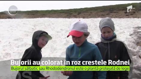 Bujorii au colorat în roz crestele Rodnei