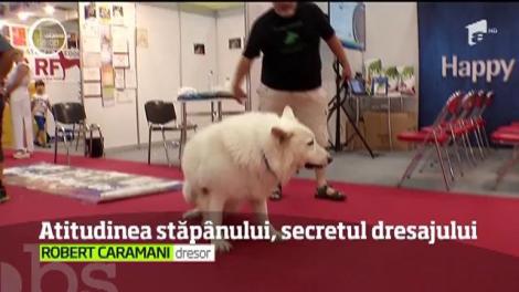 Cum să ai un patruped ascultător! Atitudinea stăpânului, secretul dresajului