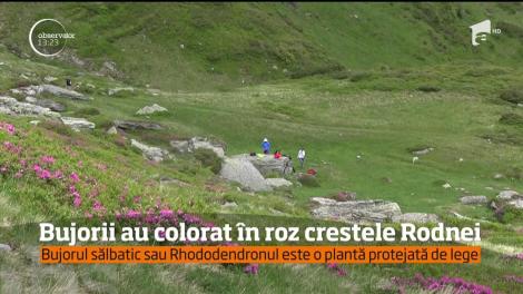 Bujorii sălbatici au colorat în roz crestele Rodnei