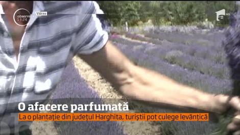 Lavanda, o afacere parfurmată pentru români
