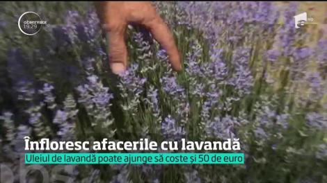 Înfloresc afacerile cu lavandă în România