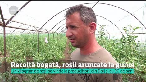 Recoltă bogată, roșii aruncate la gunoi