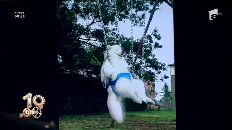 Smiley news! Ce înseamă viața de câine