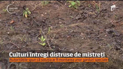 Culturi întregi distruse de mistreți, în mai multe localităţi din Prahova