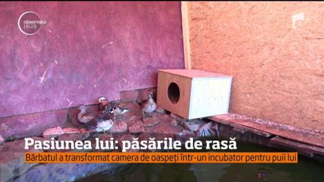 Un hunedorean are o pasiune ieşită din comun: colecţionează păsări de curte de mari dimensiuni