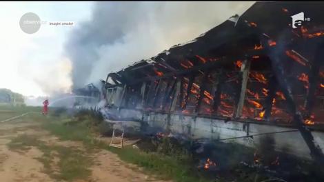 Incendiu devastator la o hală de porci din Urlaţi, în judeţul Prahova